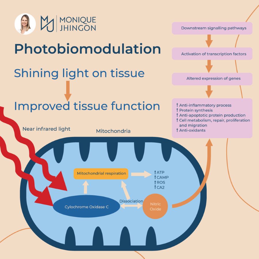 Benefits of morning light for the gut