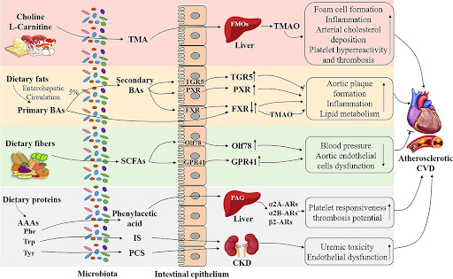 The Role of Gut Microbiota in Cardiovascular Health